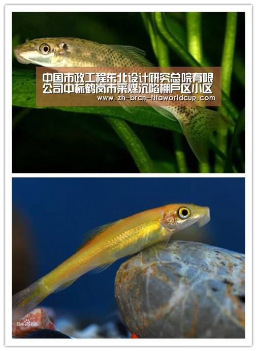 世界杯投注